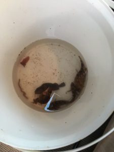 GW後半みなさまいかがお過ごしですかか~？？